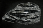 Orthoceras